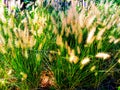 Grass and grass like  horticulture green flowers in summer Royalty Free Stock Photo
