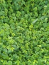 Grass green background Royalty Free Stock Photo