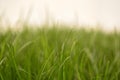 Grass Royalty Free Stock Photo