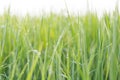 Grass green blured background