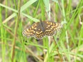 Small orange brown butterfly in the grass Royalty Free Stock Photo