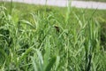 Grass green colour with a little Bird very tiny