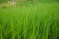 Grass green fresh lawn sward plants