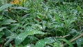 Grass green grass with raindrops background photo