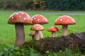 grass green group standing wood made mushroom Toadstool Royalty Free Stock Photo