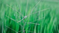 Grass green grow long leaf blur background concept close up with at the garden of nature