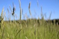 Blurred photo of a summer sunny day in a field with tall grass Royalty Free Stock Photo