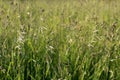 Blurred photo of a summer sunny day in a field with tall grass Royalty Free Stock Photo