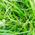 Grass green naturally photo very nicely done sir Ã°Å¸âÅ