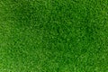 Grass green and nature of background textures Royalty Free Stock Photo