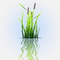 Grass green reed