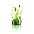 Grass green reed Royalty Free Stock Photo