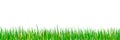 Green seamless grass border. Spring forest meadow isolated on white background. Royalty Free Stock Photo