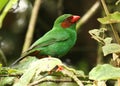 Grass-Green Tanager Royalty Free Stock Photo