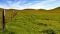 Grass is green only in the winter Royalty Free Stock Photo