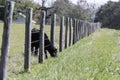 The grass is always greener - Angus Calf Royalty Free Stock Photo