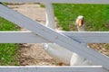 Is the grass greener. Emden goose looks through wooden gate Royalty Free Stock Photo