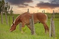 The Grass is Always Greener on the Other Side of Fence. Horse reaches over wire fence to get grass Royalty Free Stock Photo