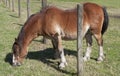 The Grass is Greener on the Otherside of the Fence Royalty Free Stock Photo