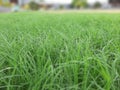 Grass ground land green color vilege fram home good Royalty Free Stock Photo