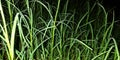 grass on the ground in rainy season Royalty Free Stock Photo