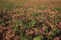 Grass on the ground during sunset