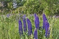 Among The Grass Grow Blue Lupine Flowers
