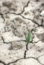 Grass grow up in dry soil Royalty Free Stock Photo