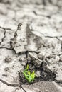 Grass grow up in dry soil Royalty Free Stock Photo