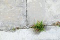Grass grow up on joint cracked of cement pavement Royalty Free Stock Photo