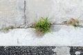 Grass grow up on joint cracked of cement pavement Royalty Free Stock Photo