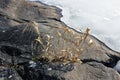 Grass growing in bedrock crack, Finland