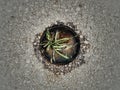 Grass growing in concrete Royalty Free Stock Photo