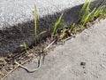 Grass growing from a concrete step Royalty Free Stock Photo