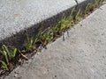 Grass growing from a concrete step Royalty Free Stock Photo