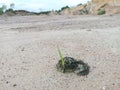 grass growing on cow dung on sandy barren land Royalty Free Stock Photo