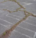 Grass growing in a crack in asphalt Royalty Free Stock Photo