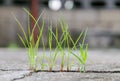 Grass growing through crack in concrete Royalty Free Stock Photo