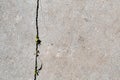 Grass growing through cracks in a concrete footpath Royalty Free Stock Photo