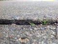 Grass growing through cracks on sidewalk path