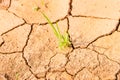 Grass growing on drought field, drought land