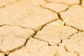 Grass growing on drought field, drought land