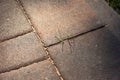 Grass growing in the gap between the sidewalk paving stones Royalty Free Stock Photo