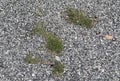 grass growing in the gravel