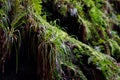 Grass Growing from Mossy Wall