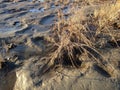 Grass Growing in Mud on Bottom of Receded River. Royalty Free Stock Photo