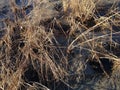 Grass Growing in Mud on Bottom of Receded River. Royalty Free Stock Photo