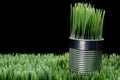 Grass growing from a recycled aluminum can Royalty Free Stock Photo