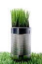 Grass growing from a recycled aluminum can Royalty Free Stock Photo