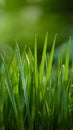 Grass growing represents green energy concept, promoting eco friendly travel